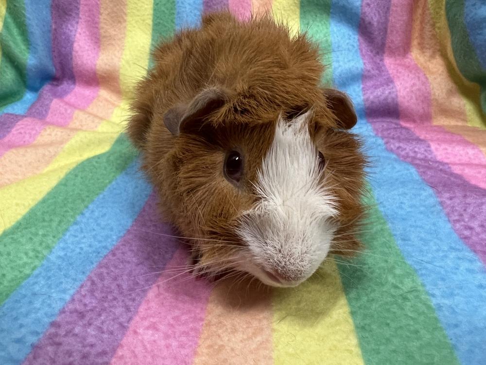 Crunch (Bonded to Cham), Adopted, Baby Male Guinea Pig.