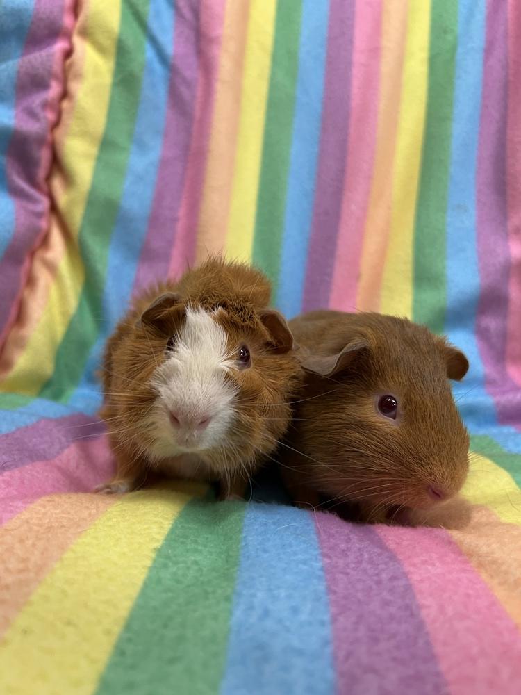 Enlarge Crunch (Bonded to Cham), a Adopted Guinea Pig in San Diego, CA image 2/2