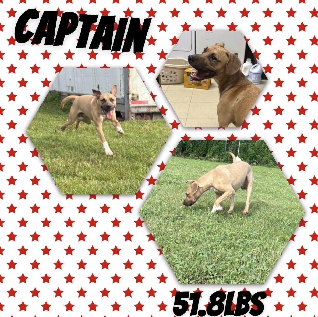 Captain, ADOPTABLE, Adult Male Black Mouth Cur.