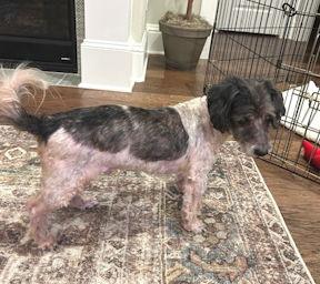 Bandit TX - Adopted October 2025 / Happy Beginning, Adopted, Senior Male Havanese.