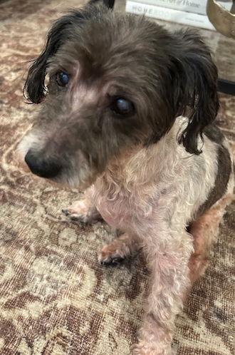 Bandit TX - Adopted October 2025 / Happy Beginning, a Adopted Havanese in Cumming, GA image 2/3