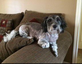 Bandit TX - Adopted October 2025 / Happy Beginning, a Adopted Havanese in Cumming, GA image 3/3