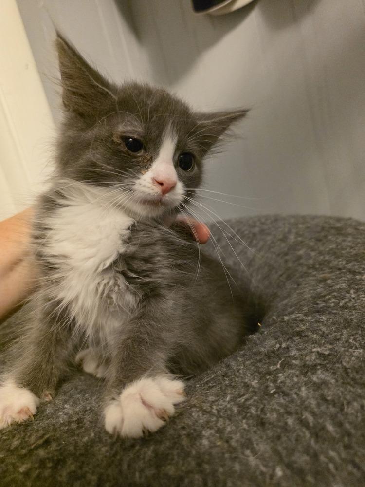 Enlarge June, a Adoptable Domestic Medium Hair in Metamora, IL image 1/1