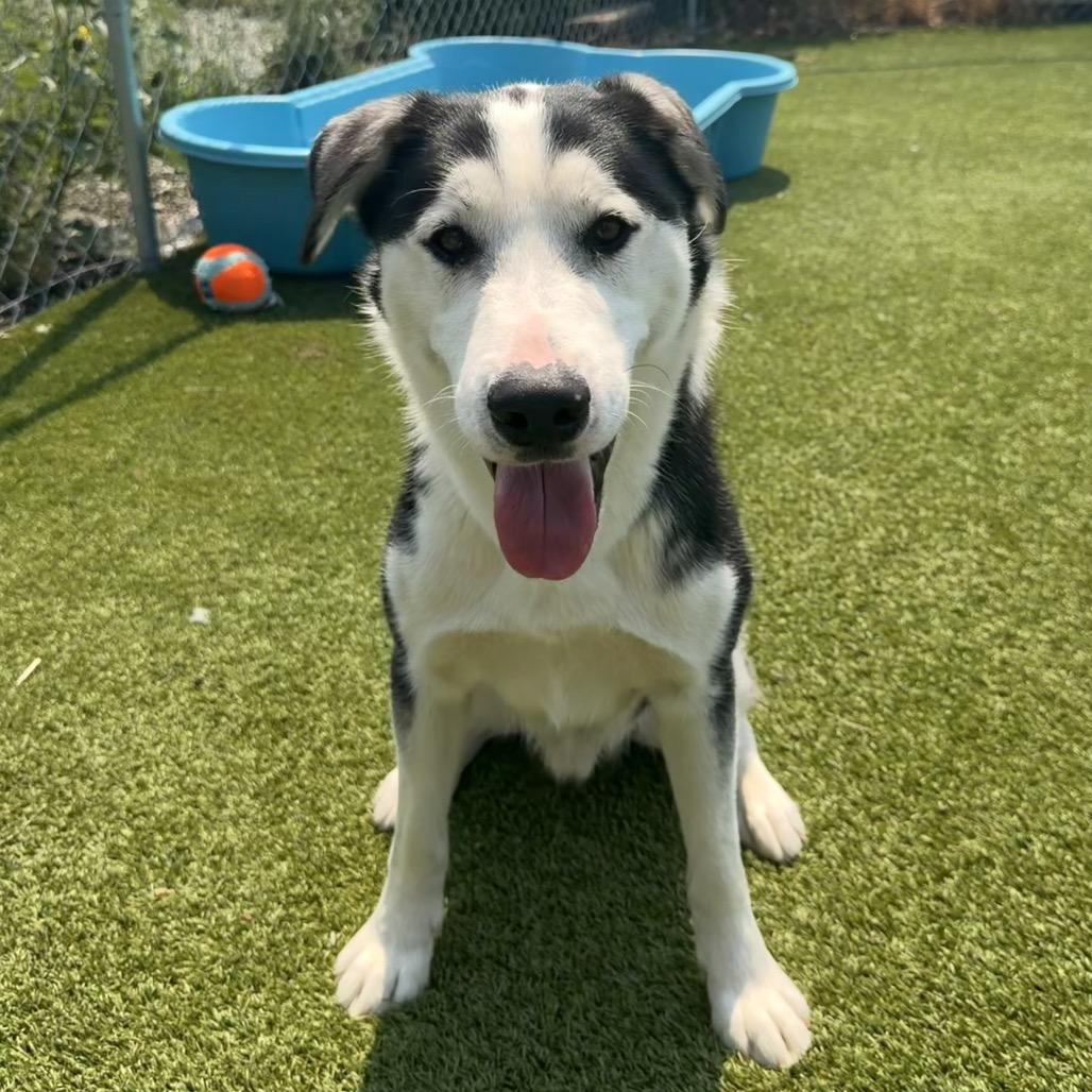 Bear, Adoptable, Adult Male Husky & Mixed Breed.