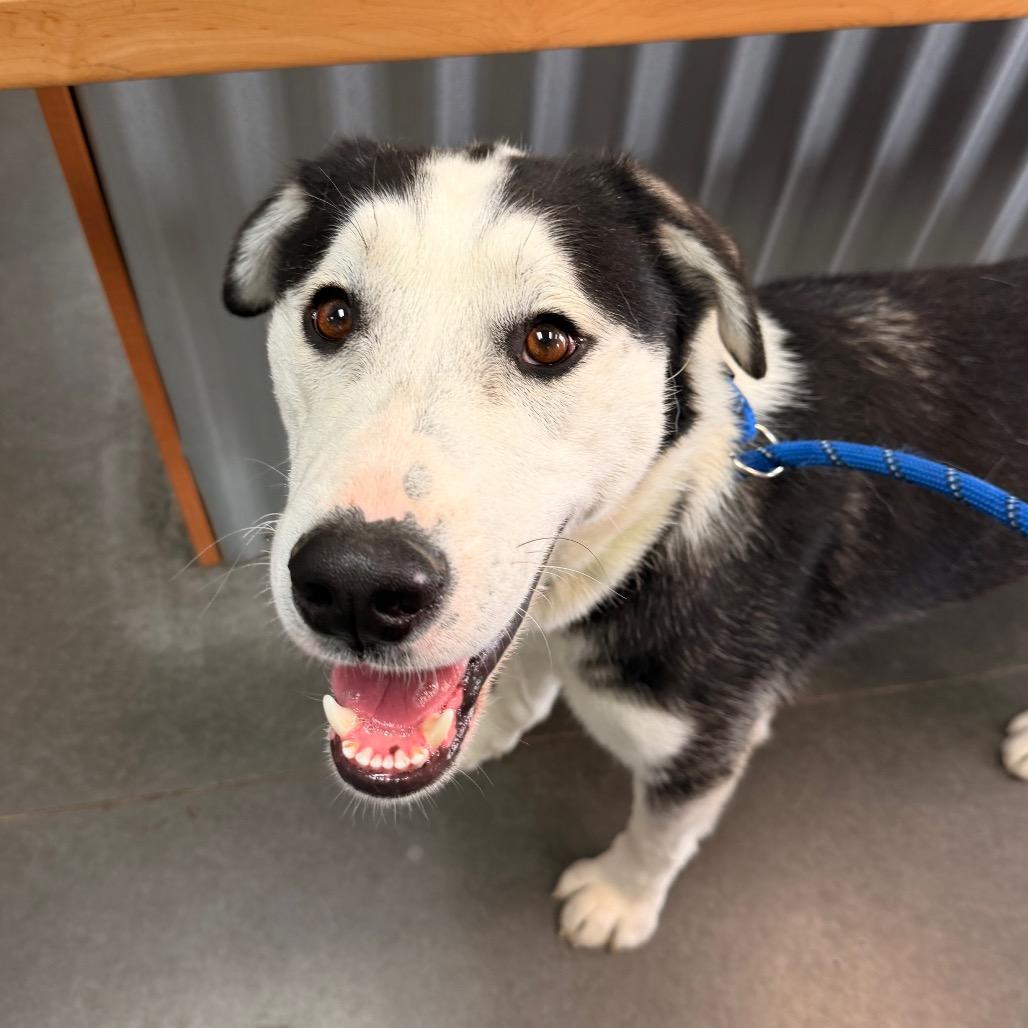 Enlarge Bear, a Adoptable mixed breed in Idaho Falls, ID image 2/6