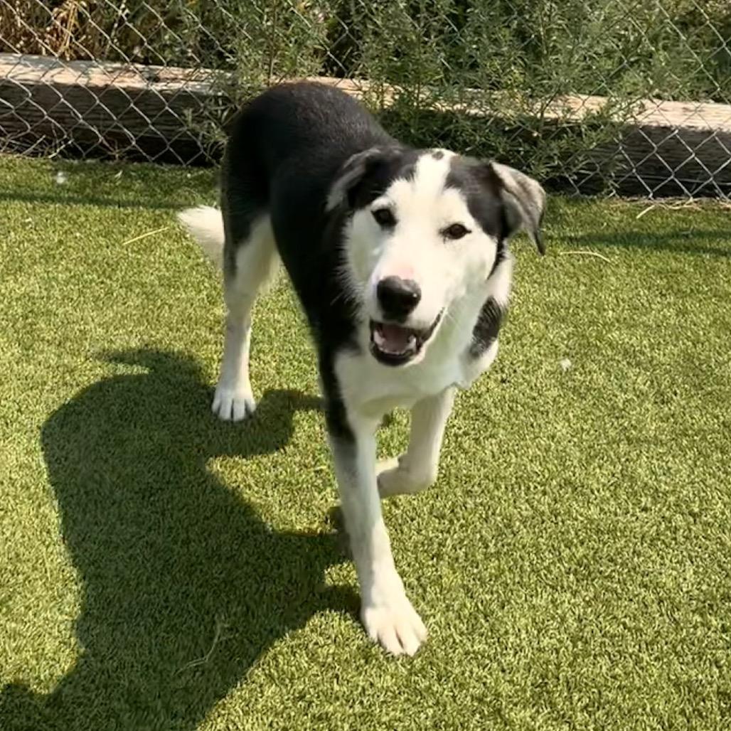 Enlarge Bear, a Adoptable mixed breed in Idaho Falls, ID image 3/6