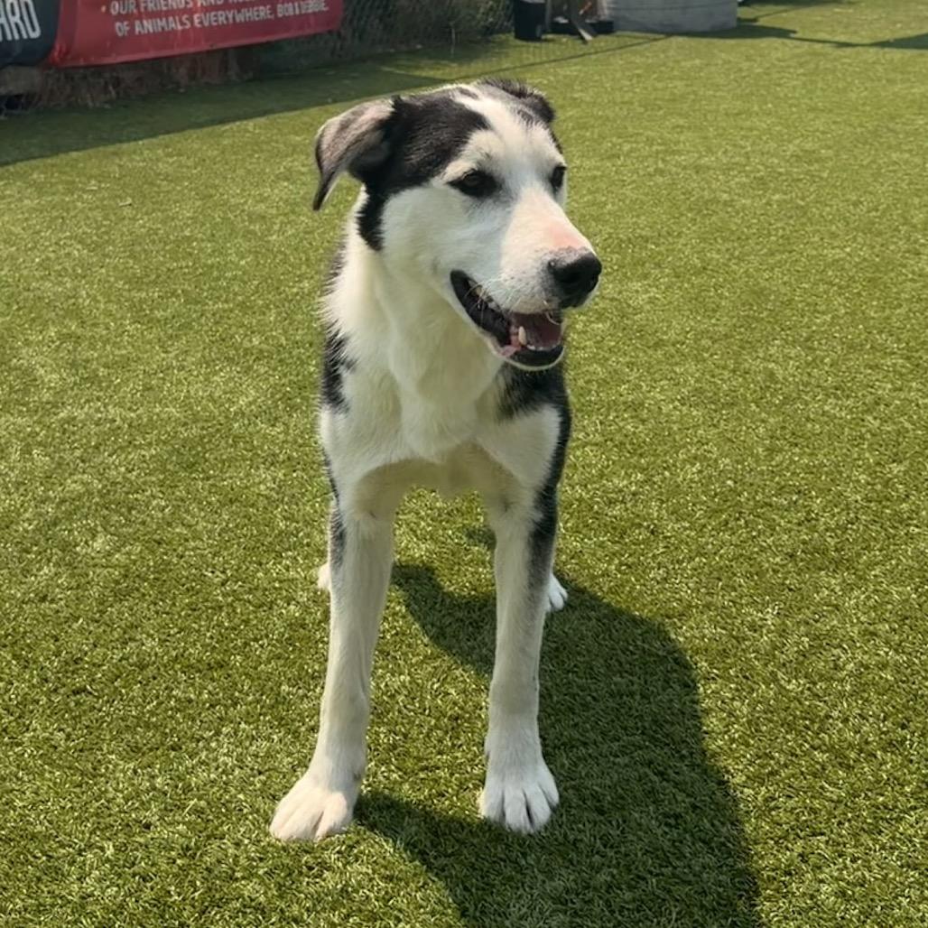 Enlarge Bear, a Adoptable mixed breed in Idaho Falls, ID image 4/6