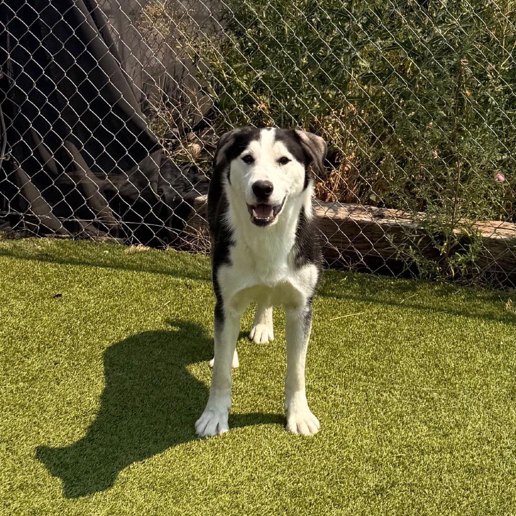 Enlarge Bear, a Adoptable mixed breed in Idaho Falls, ID image 5/6