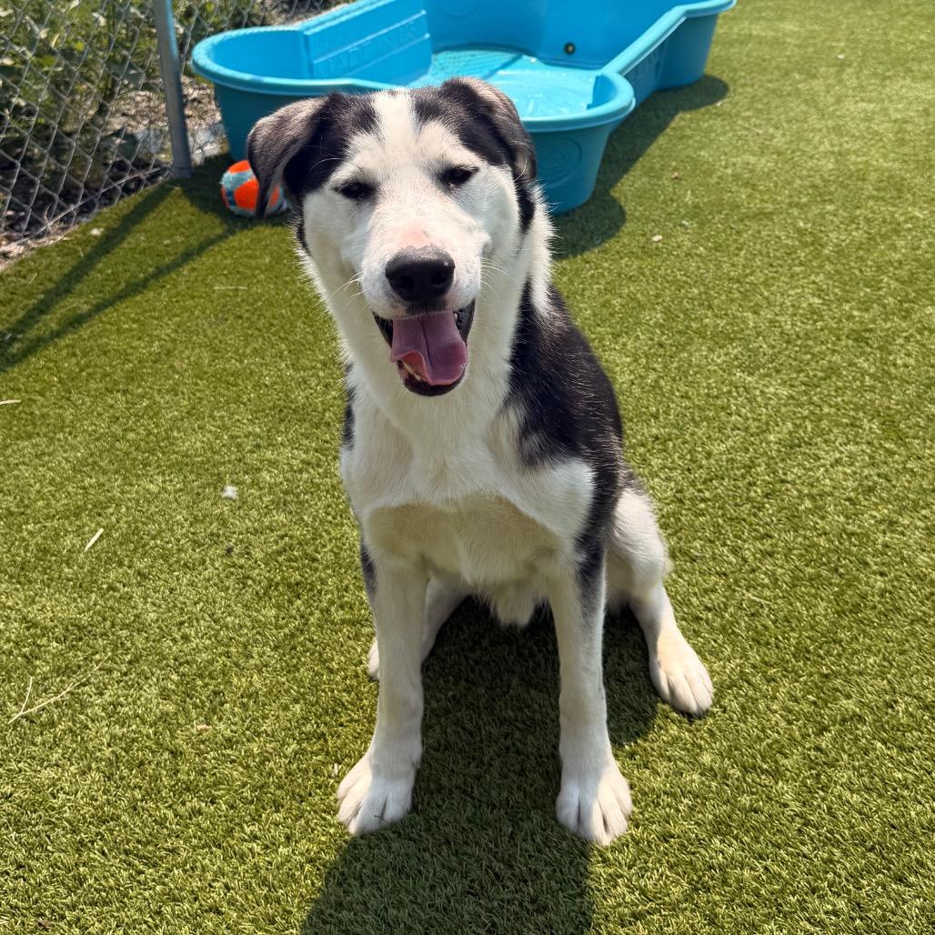 Enlarge Bear, a Adoptable mixed breed in Idaho Falls, ID image 6/6