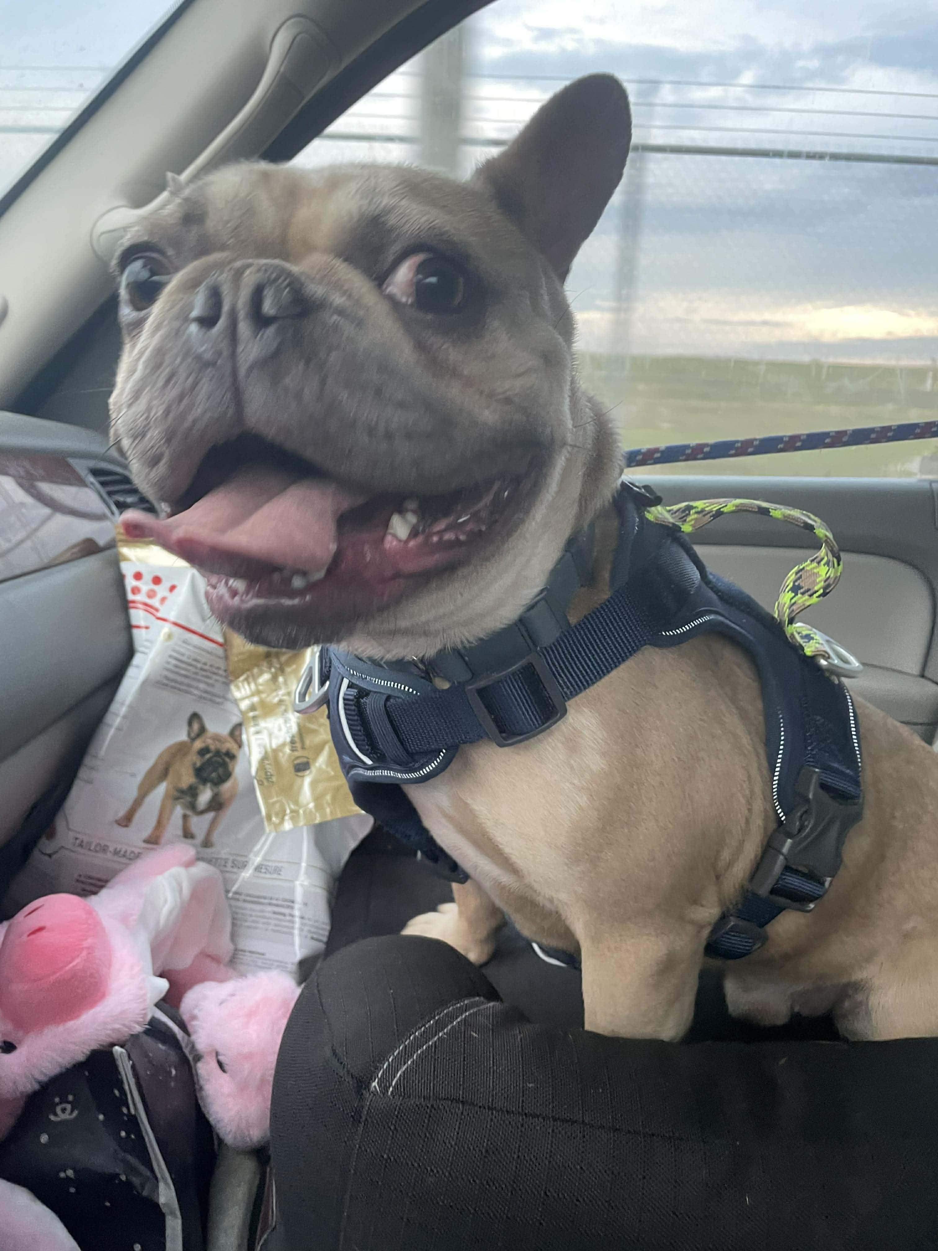 Smurf, adopted, Young Male French Bulldog.