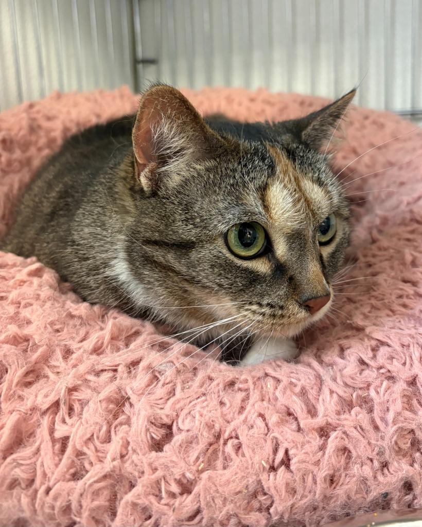 Pebbles, Adoptable, Adult Female Domestic Short Hair.