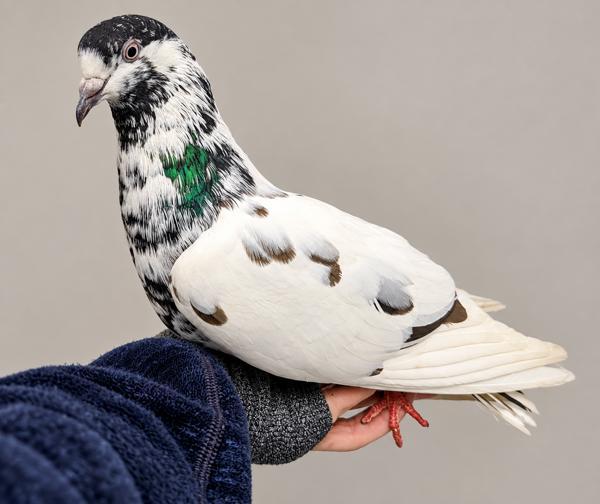Harvest, Adoptable, Adult Unknown Pigeon.