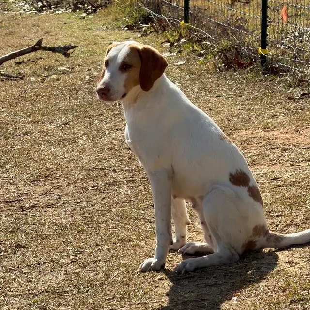 Dianna, Adoptable, Adult Female Hound.