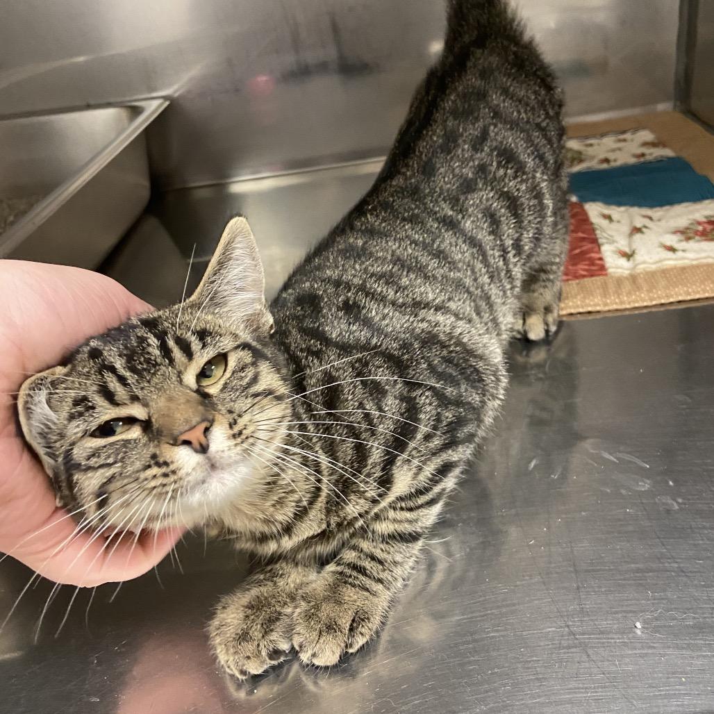 Enlarge Monica, a Adoptable Domestic Short Hair in Monroe, LA image 1/1