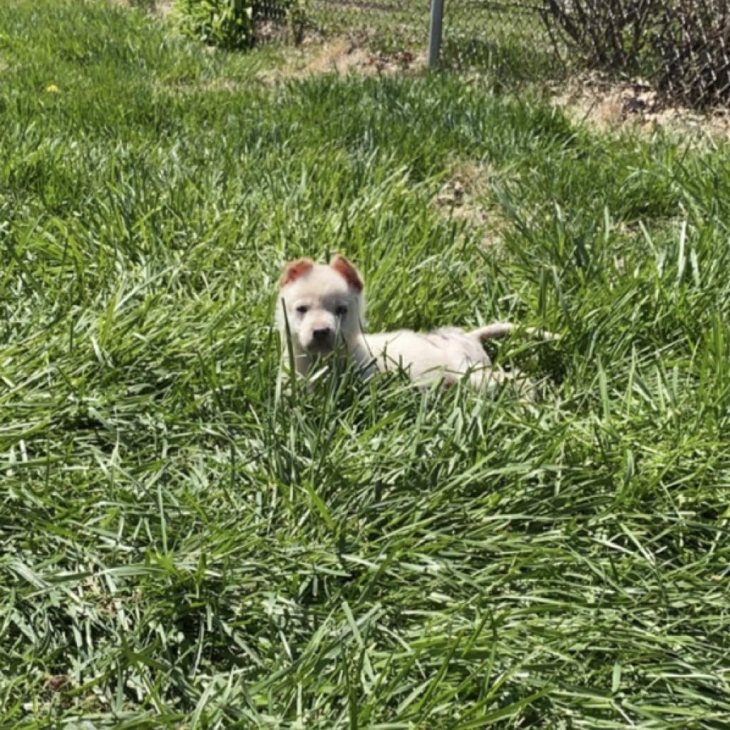 Enlarge Skylar, a Adoptable mixed breed in St. Charles, MO image 1/4