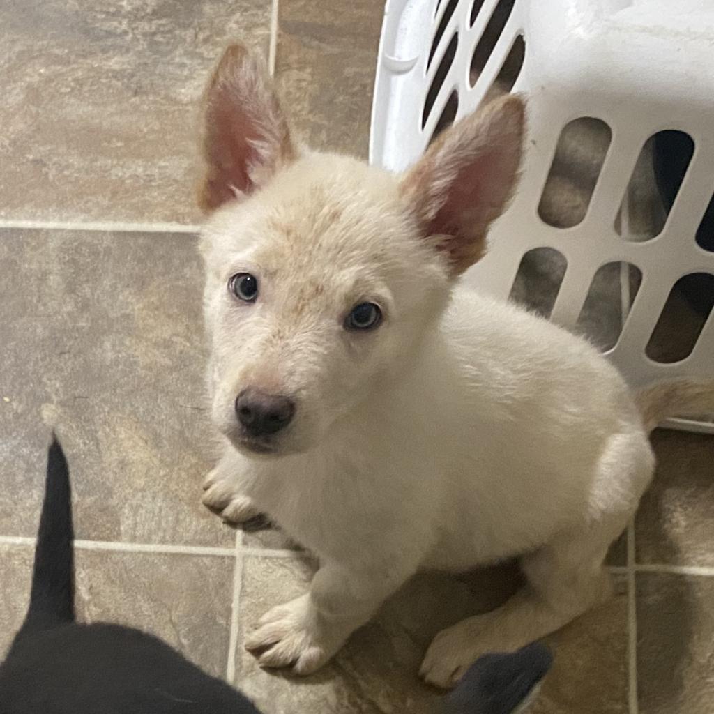 Enlarge Skylar, a Adoptable mixed breed in St. Charles, MO image 2/4