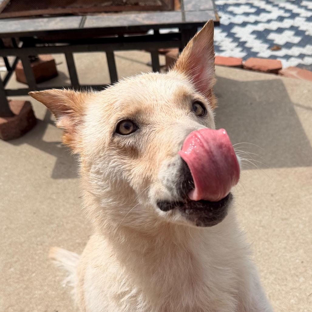 Enlarge Skylar, a Adoptable mixed breed in St. Charles, MO image 3/4