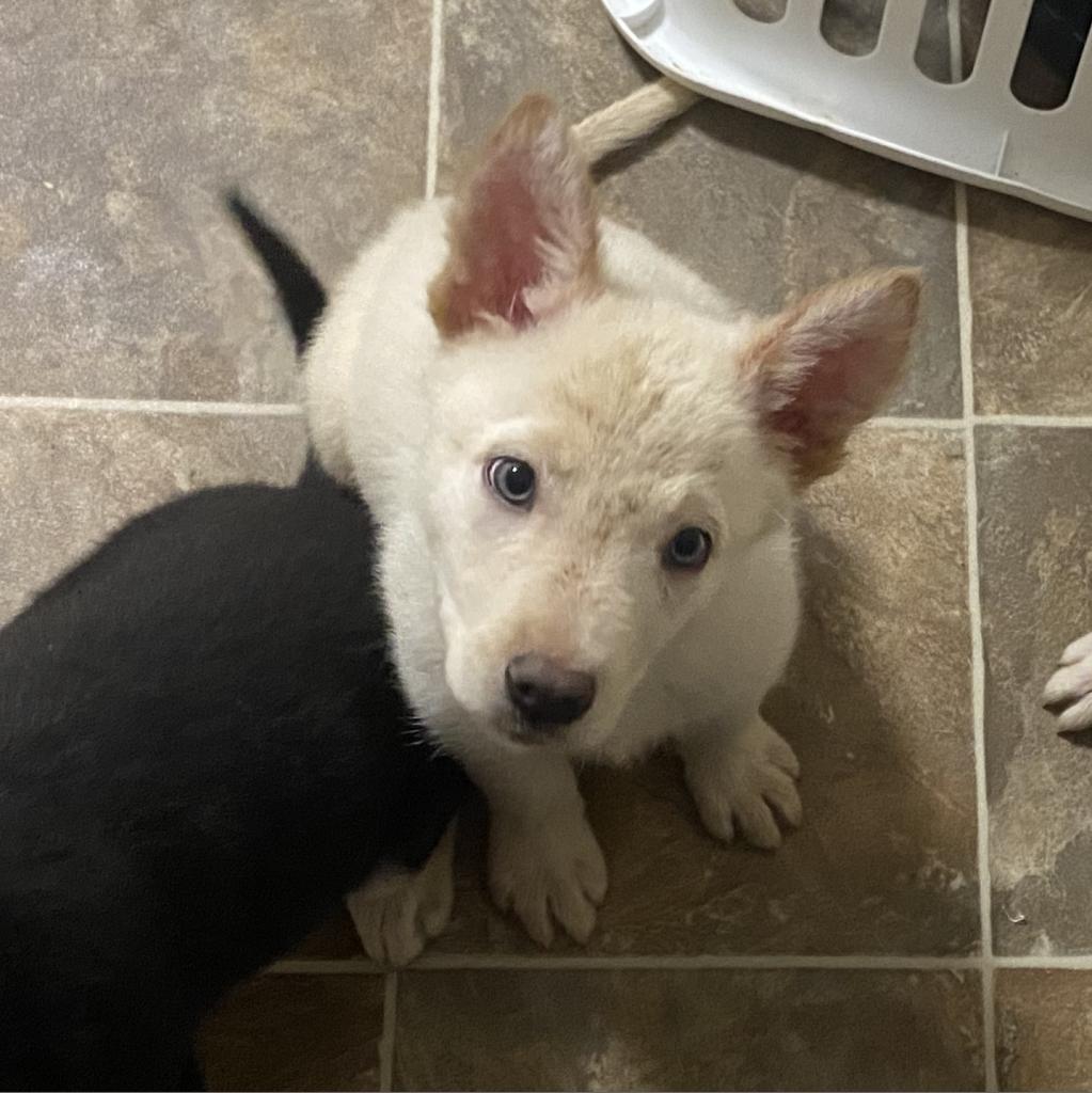 Enlarge Skylar, a Adoptable mixed breed in St. Charles, MO image 4/4