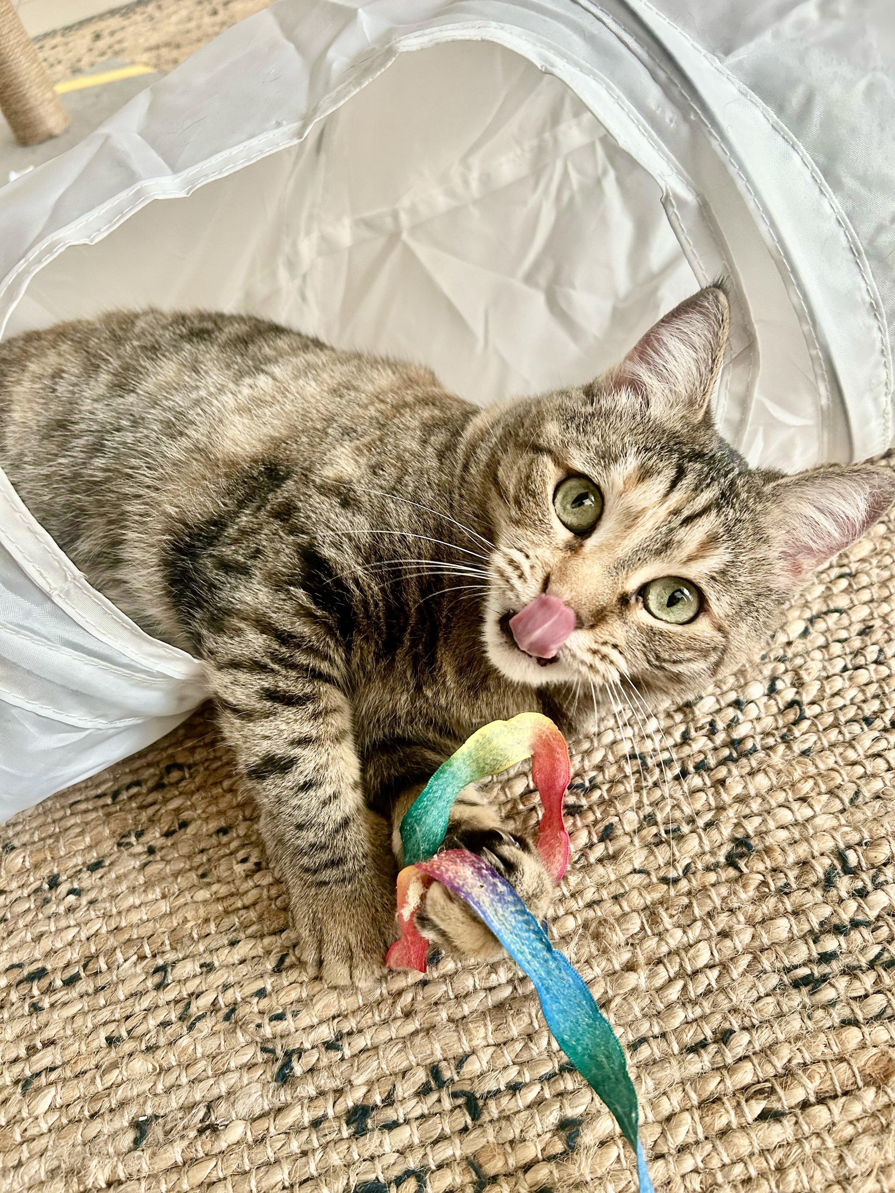 Olive, the One of a Kind Feline , a Adoptable mixed breed in Somerset, NJ image 3/6