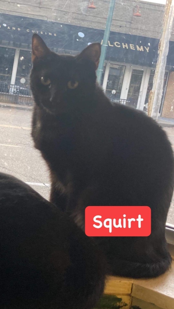 Squirt, a Adoptable Domestic Short Hair in Memphis, TN image 1/6