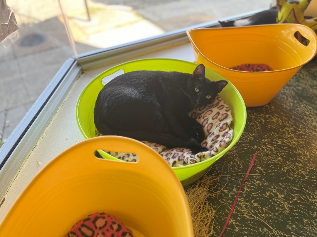 Squirt, Adoptable, Young Female Domestic Short Hair.