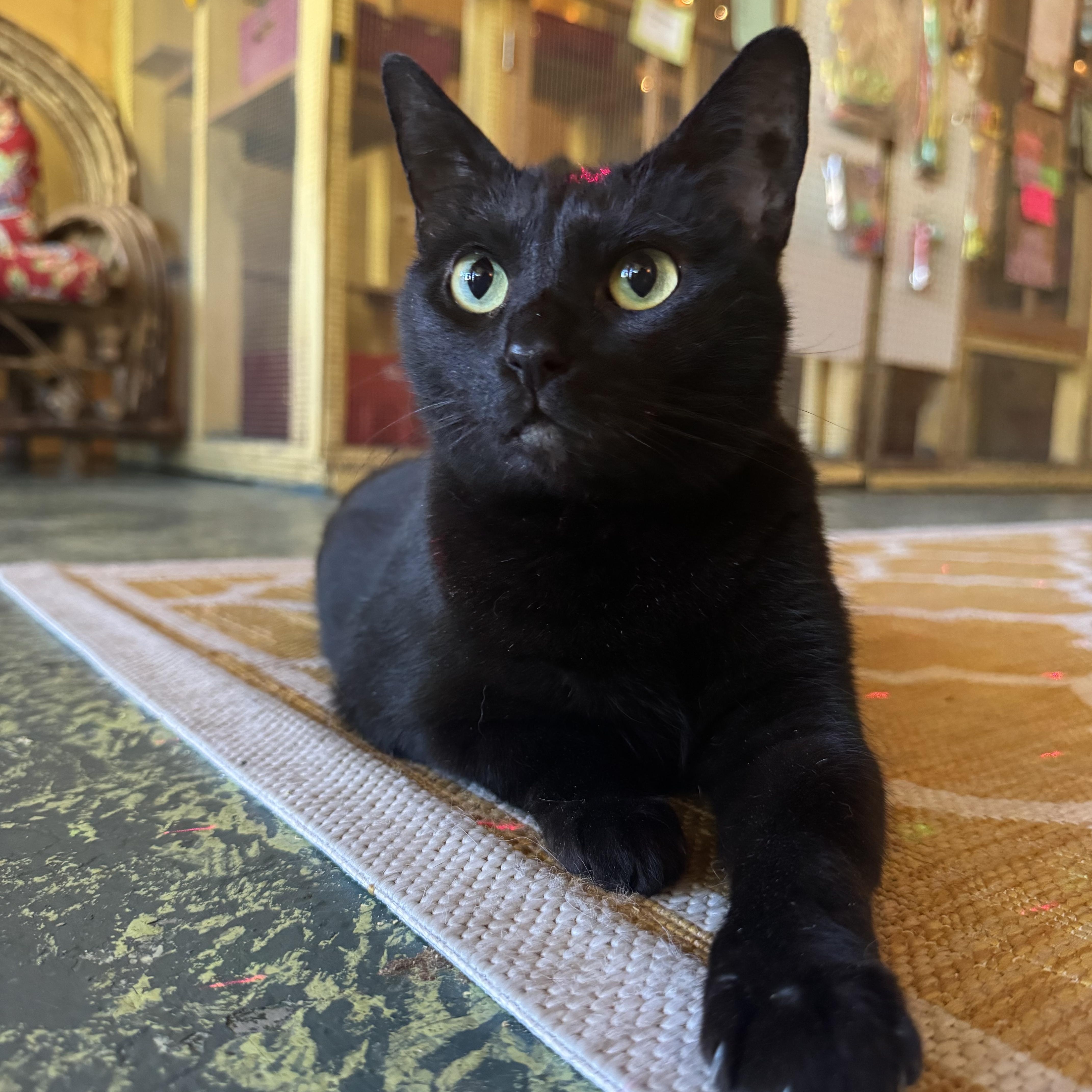 Enlarge Squirt, a Adoptable Domestic Short Hair in Memphis, TN image 1/3