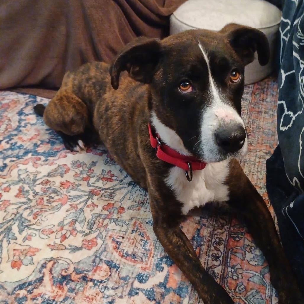 Enlarge Walton, a Adoptable mixed breed in Avon, OH image 2/2