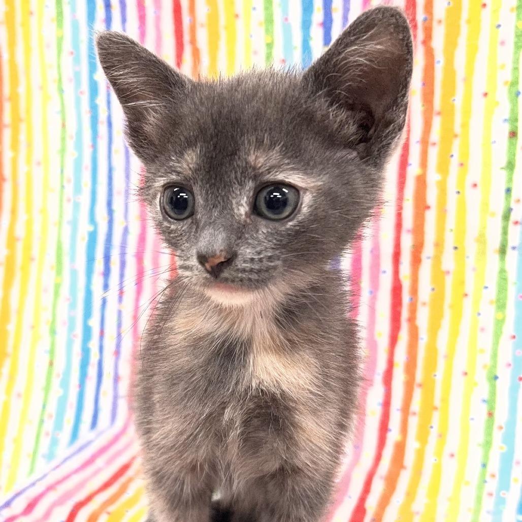 Sprout, Adoptable, Kitten Female Domestic Medium Hair.