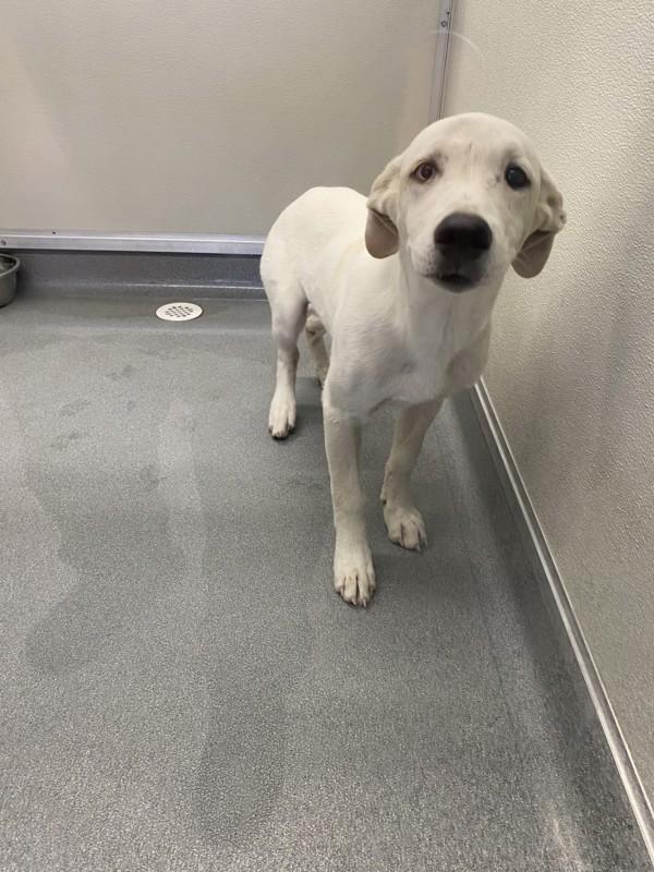 Dee, Adoptable, Young Female Siberian Husky & Labrador Retriever.