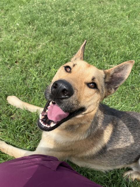 BINGO, Adoptable, Young Male German Shepherd Dog.
