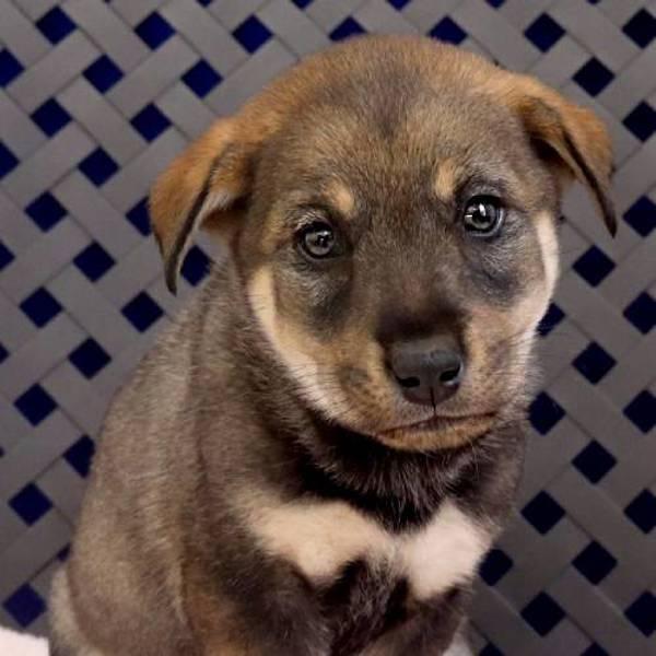 Enlarge Clarice, a Adoptable mixed breed in Midland, TX image 1/2