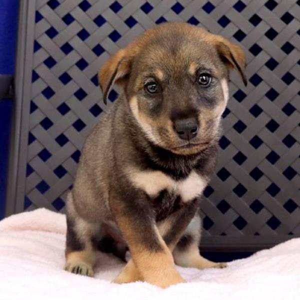 Enlarge Clarice, a Adoptable mixed breed in Midland, TX image 2/2