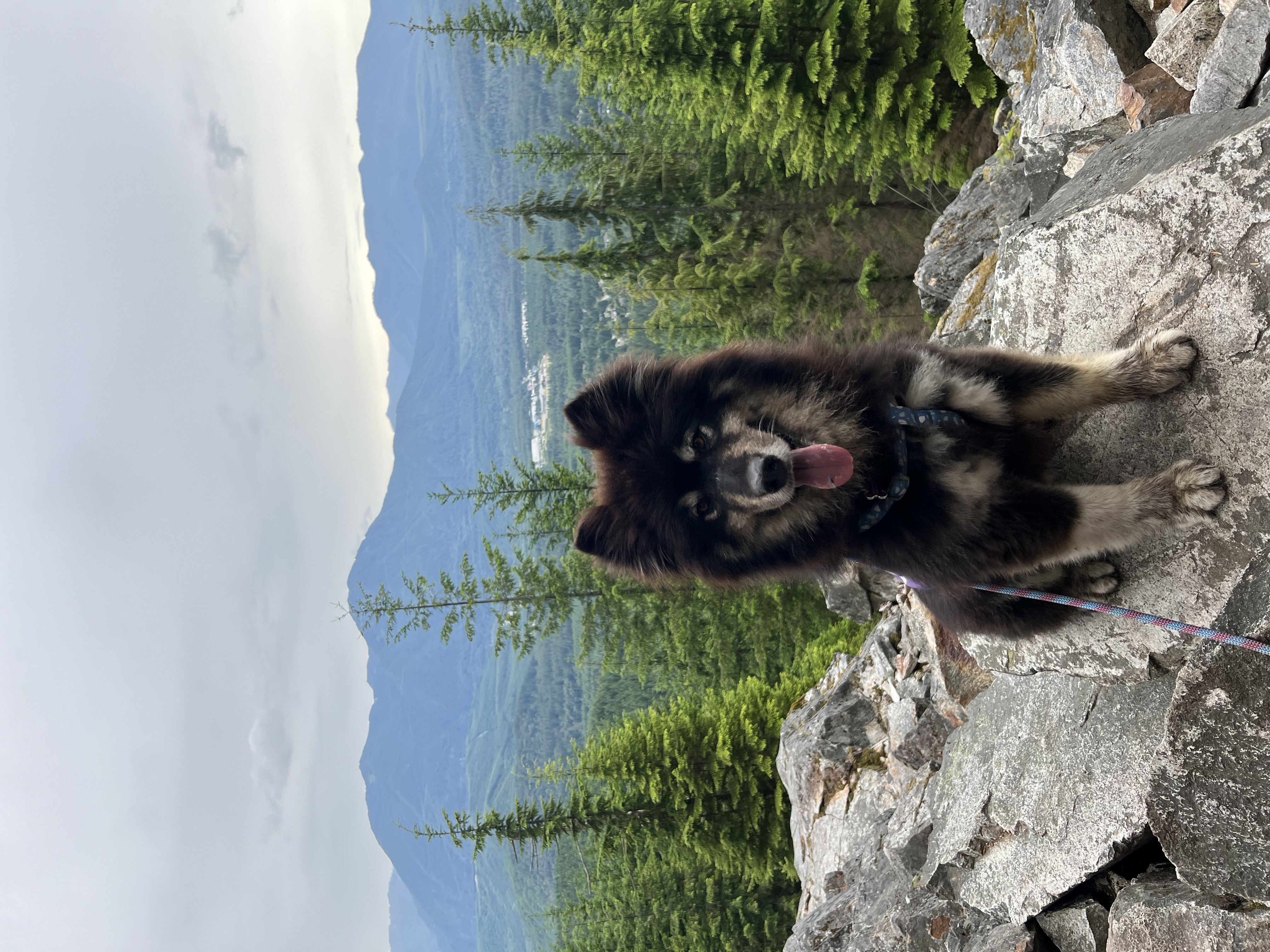 Enlarge Elsa, a Adopted mixed breed in Vancouver, BC image 1/1