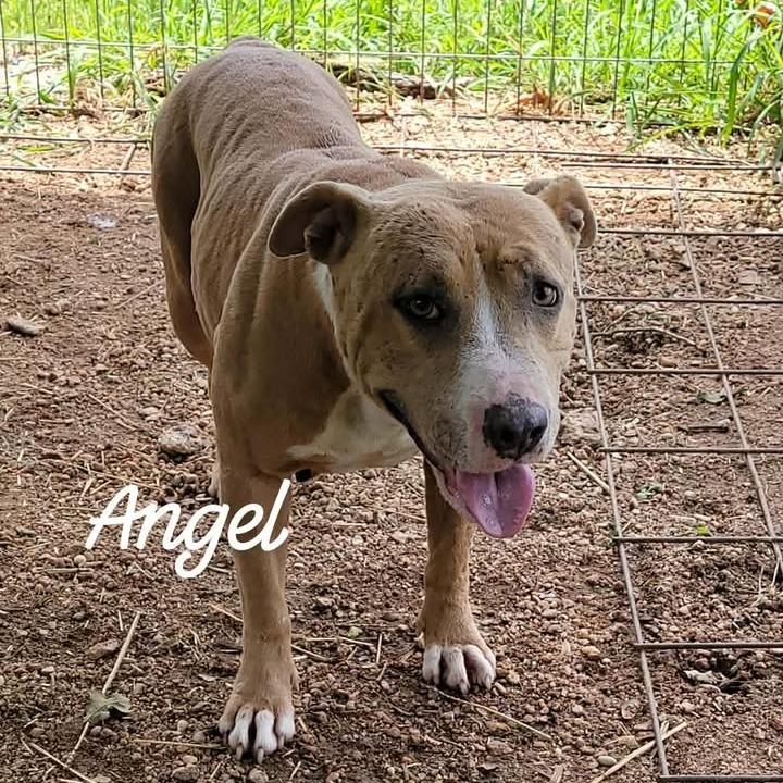 Angel / Willow Mae, a Adoptable mixed breed in Buchanan Dam, TX image 1/3