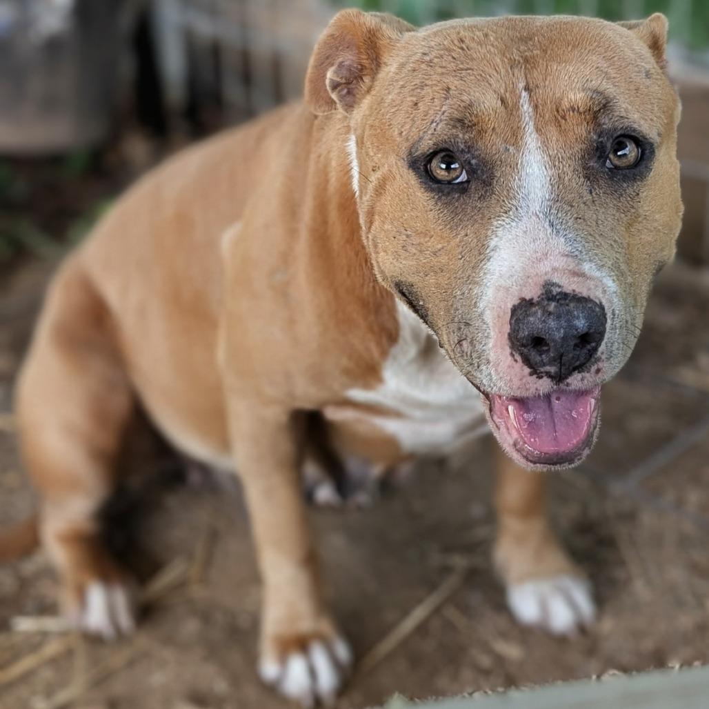 Angel / Willow Mae, a Adoptable mixed breed in Buchanan Dam, TX image 2/3