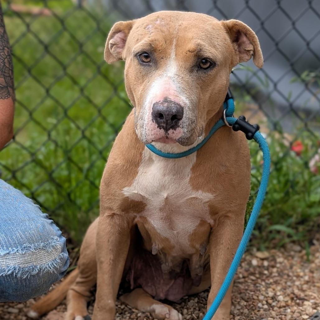 Angel / Willow Mae, a Adoptable mixed breed in Buchanan Dam, TX image 3/3