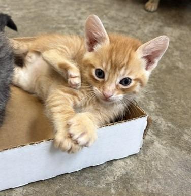 Ayla, Adoptable, Kitten Male Domestic Short Hair.