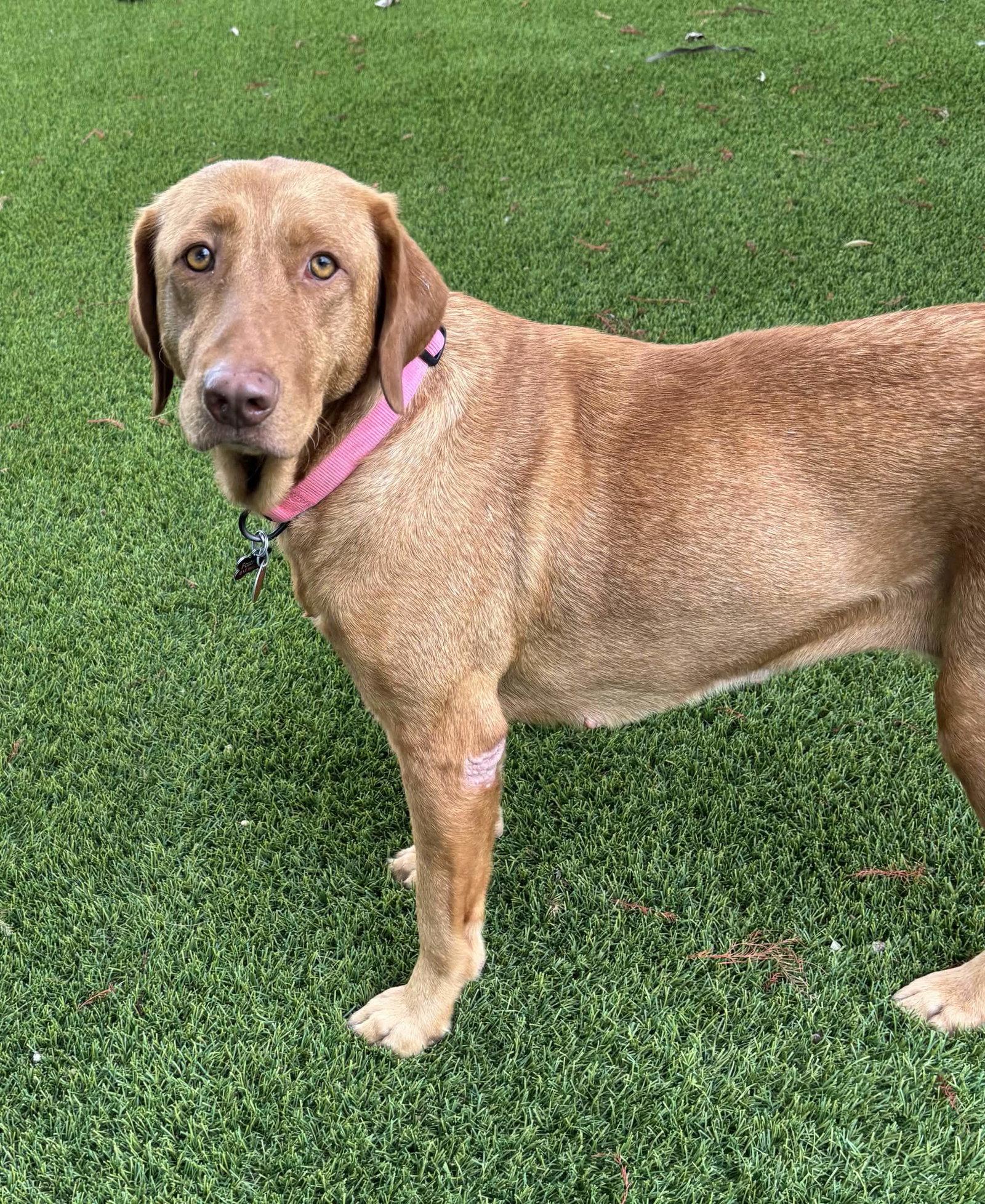 Dandelion, a Adoptable Labrador Retriever in Fort Worth, TX image 1/3