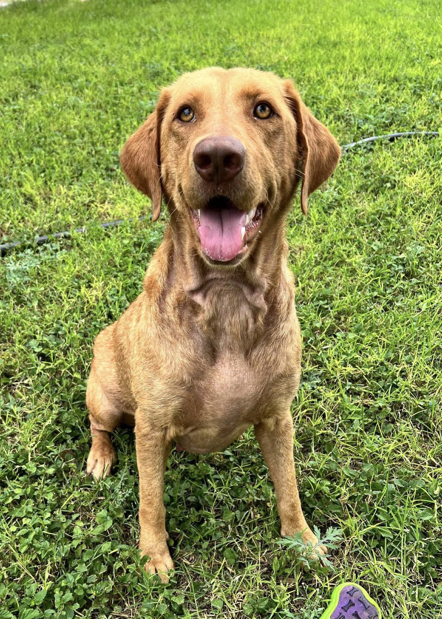 Dandelion, Adoptable, Young Female Labrador Retriever.