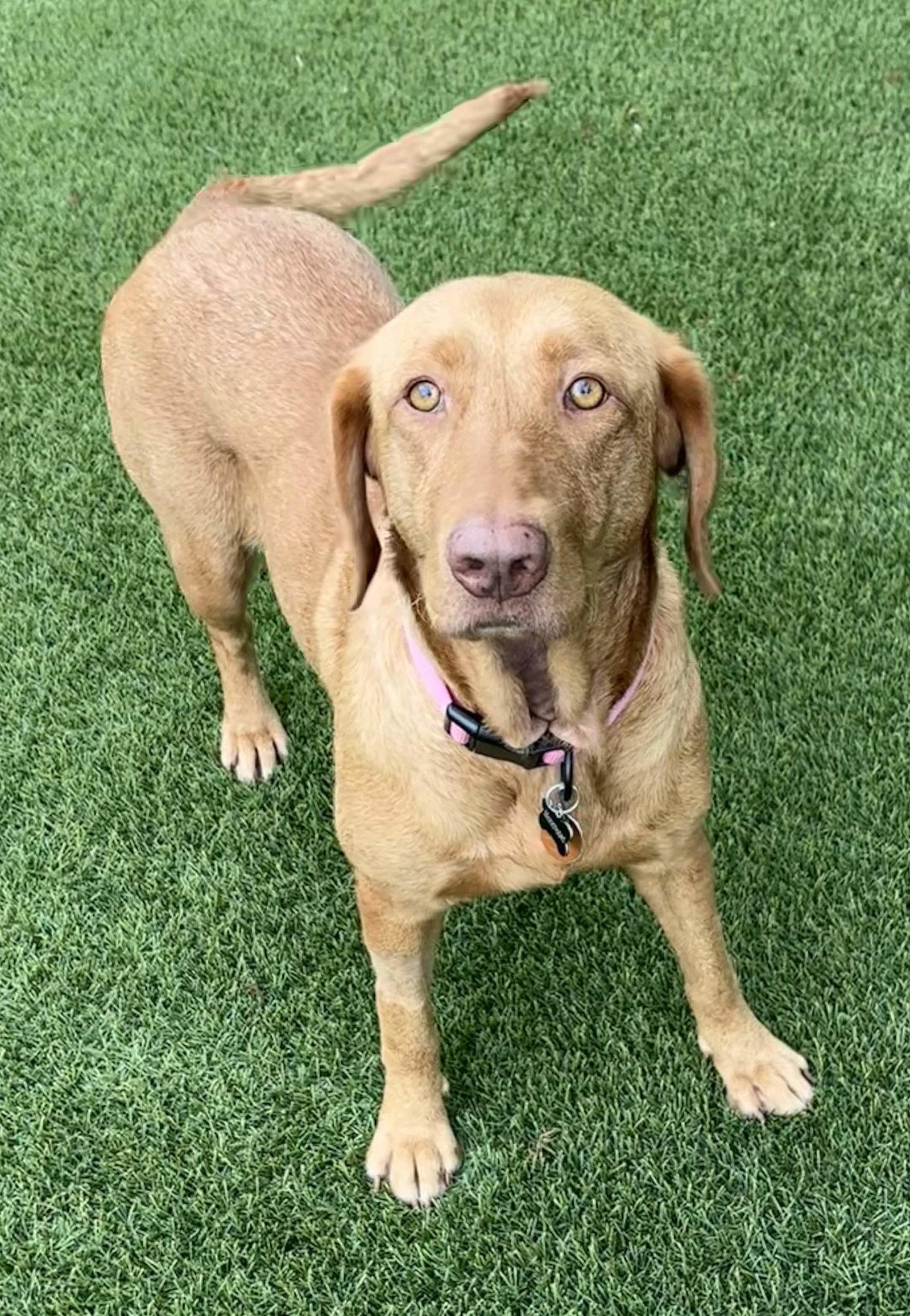 Dandelion, a Adoptable Labrador Retriever in Fort Worth, TX image 2/3