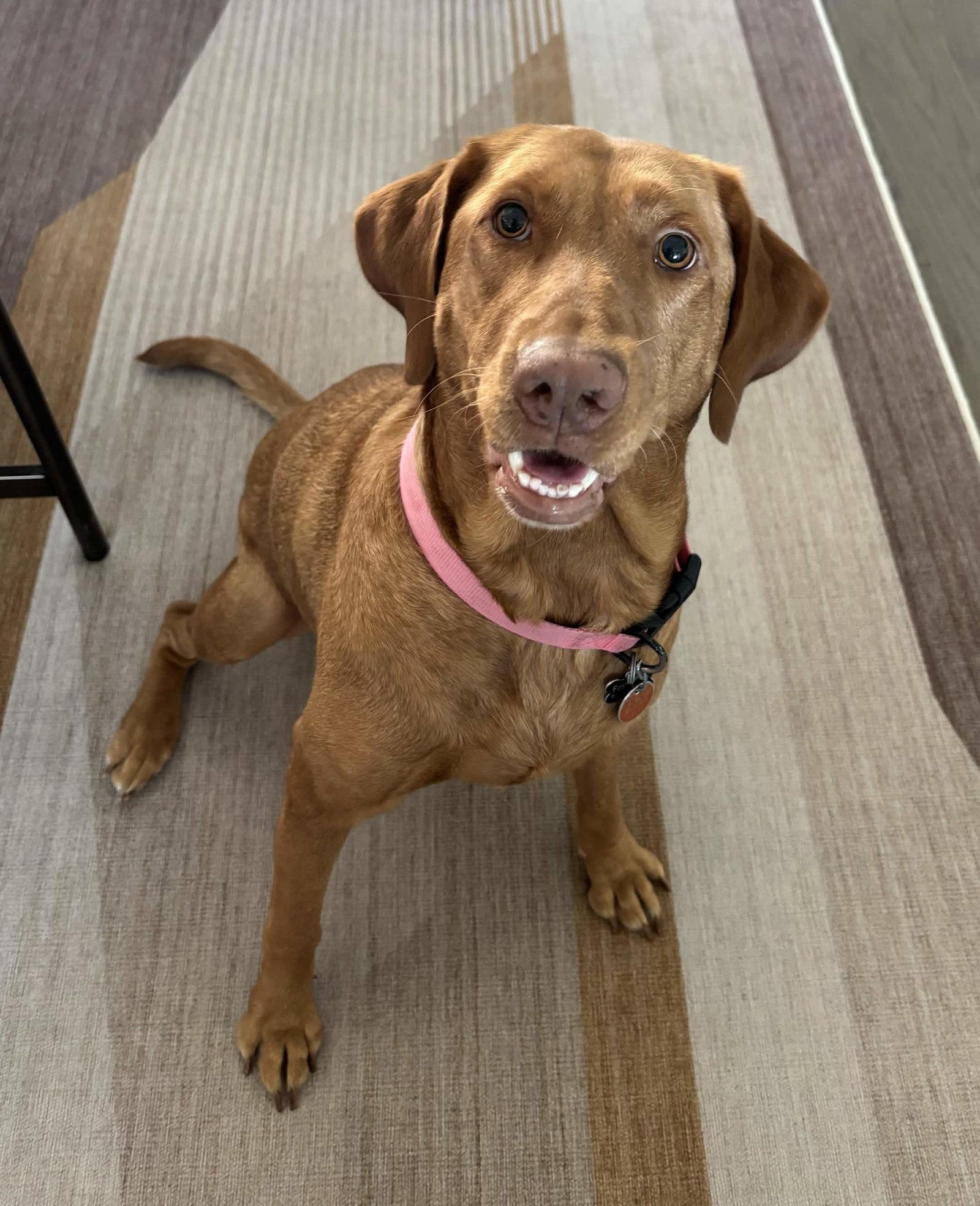 Enlarge Dandelion, a Adoptable Labrador Retriever in Fort Worth, TX image 2/3