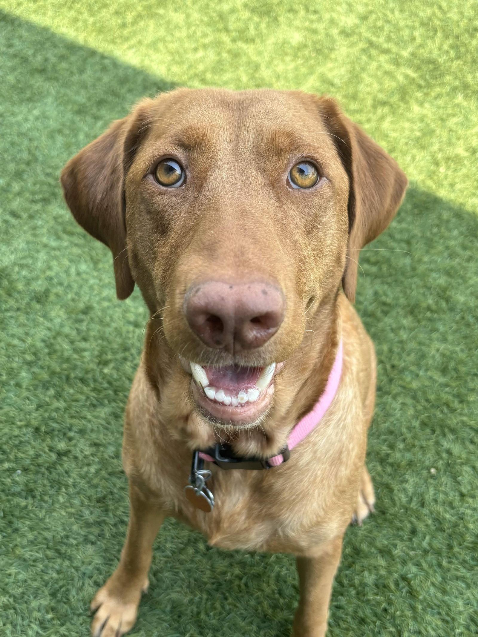 Dandelion, Adoptable, Young Female Labrador Retriever.