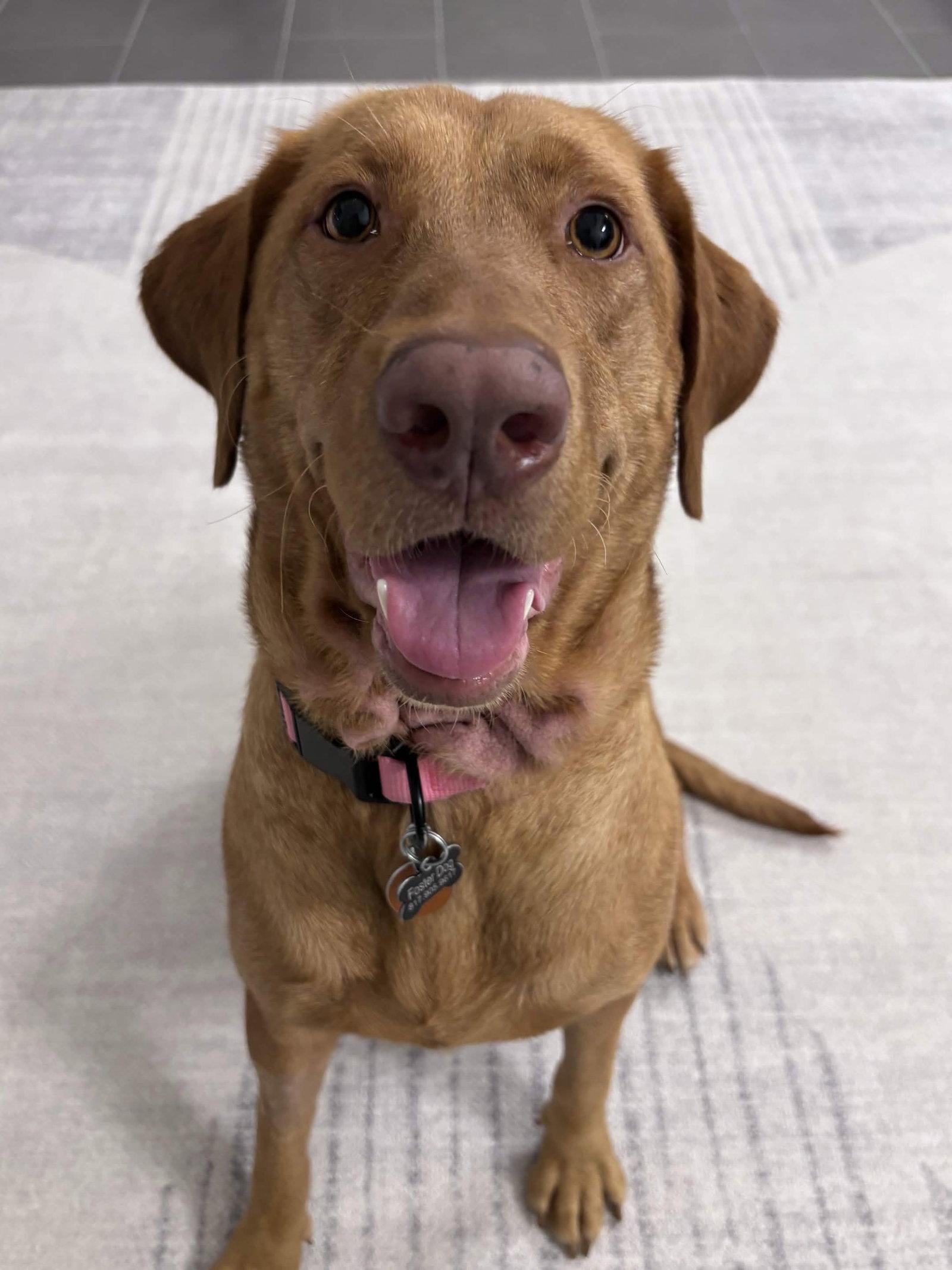 Dandelion, a Adoptable Labrador Retriever in Fort Worth, TX image 1/3