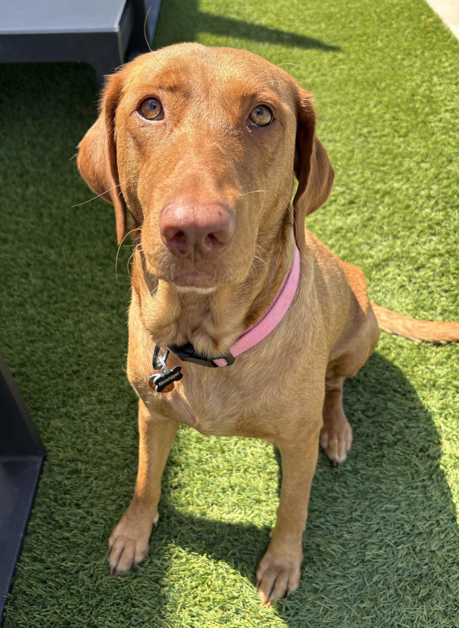 Enlarge Dandelion, a Adoptable Labrador Retriever in Fort Worth, TX image 2/3
