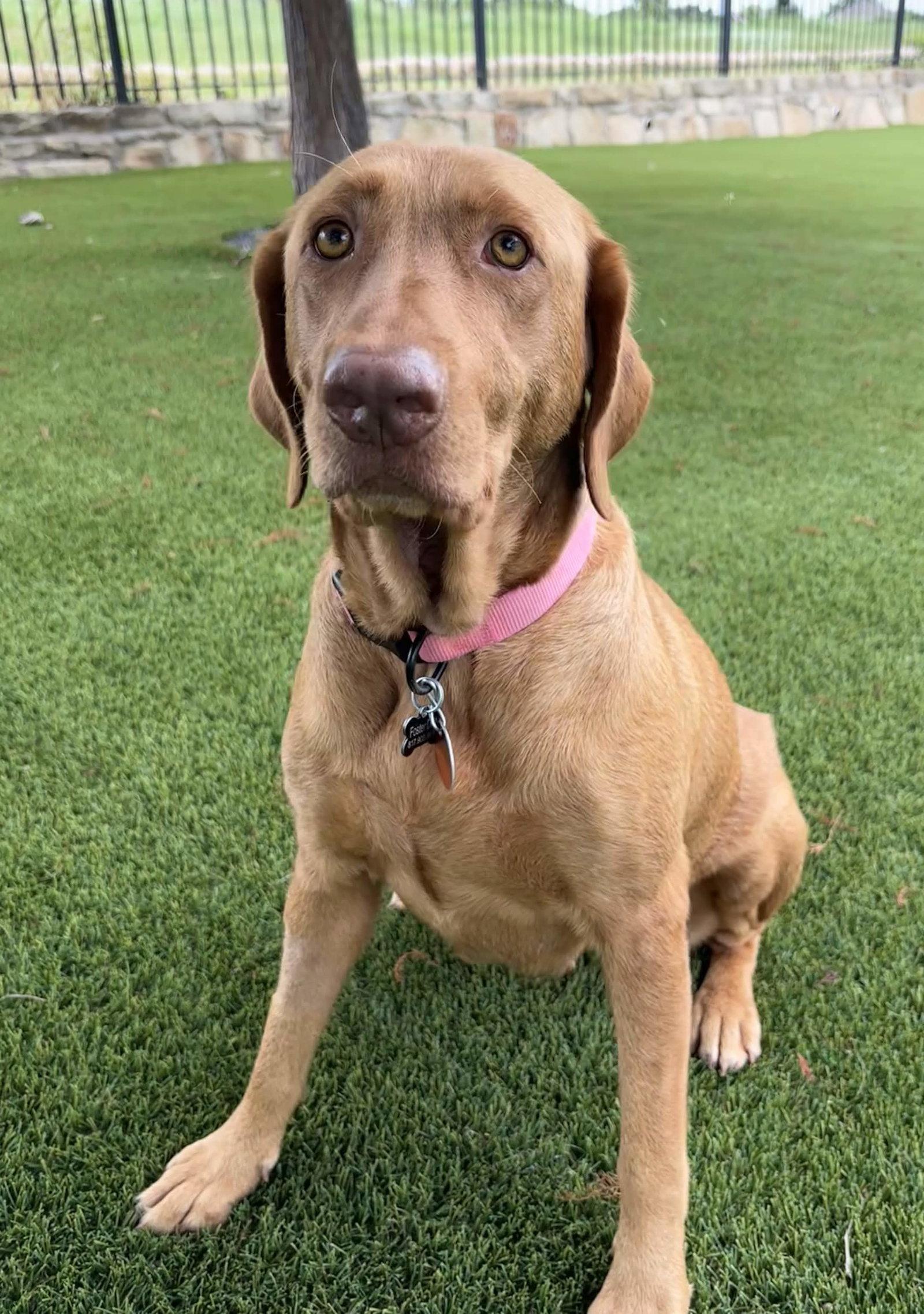 Dandelion, a Adoptable Labrador Retriever in Fort Worth, TX image 3/3