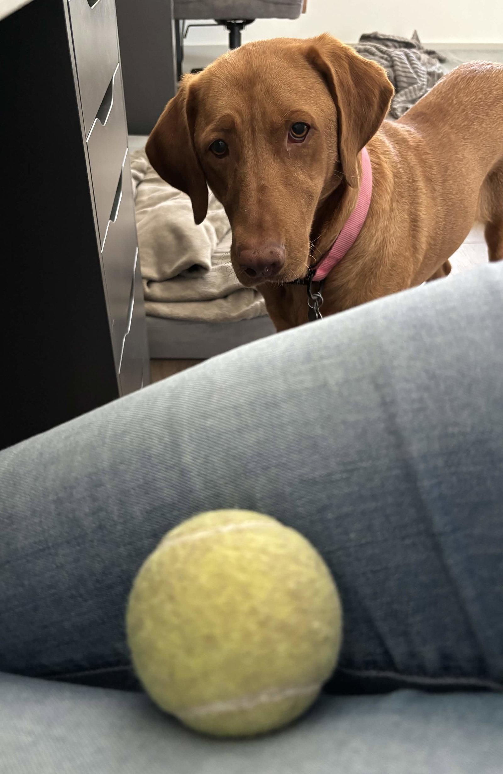 Enlarge Dandelion, a Adoptable Labrador Retriever in Fort Worth, TX image 3/3