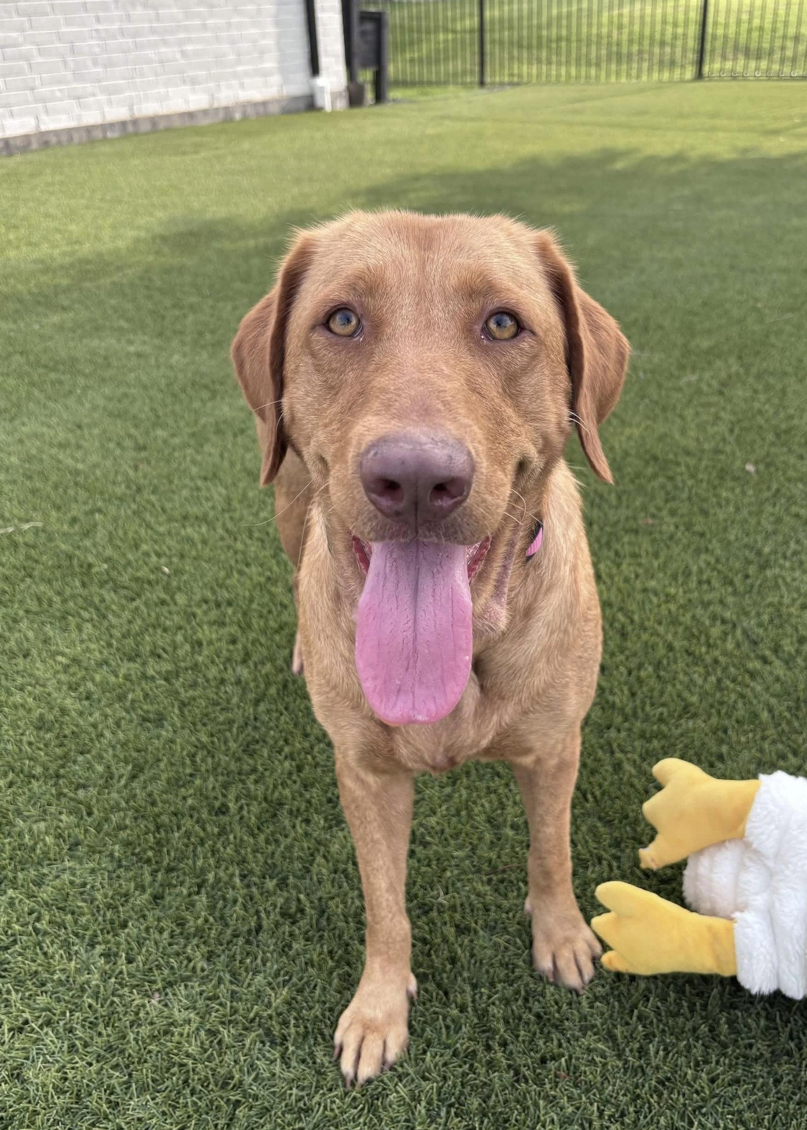 Dandelion, a Adoptable Labrador Retriever in Fort Worth, TX image 2/3