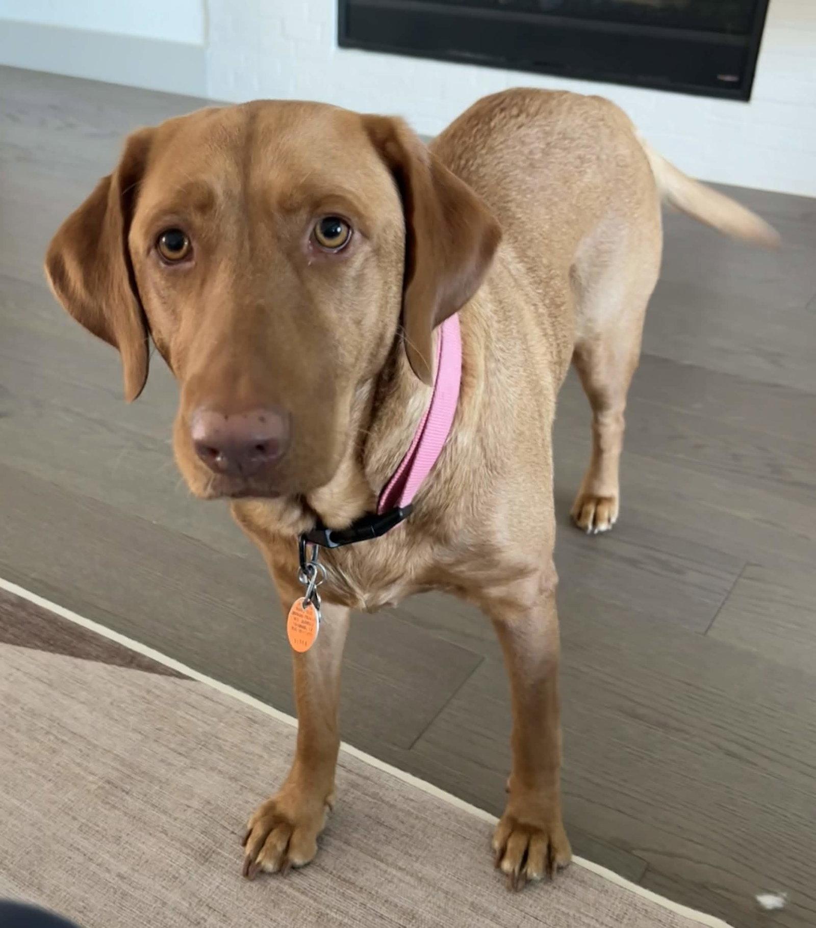 Enlarge Dandelion, a Adoptable Labrador Retriever in Fort Worth, TX image 3/3