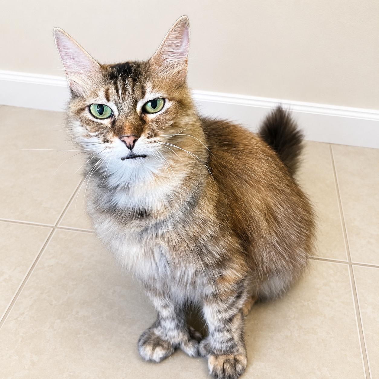 Enlarge 9 West Polydactyl Beauty, a Adoptable mixed breed in Hillsboro, TX image 4/4