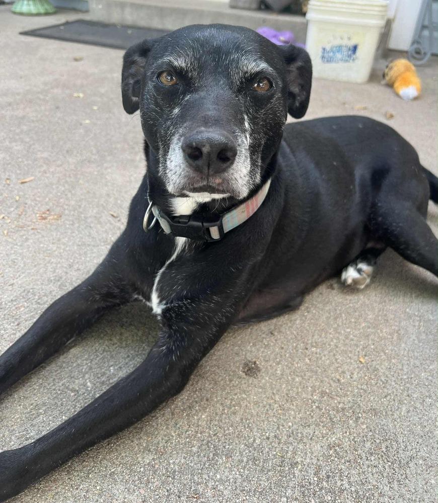 Dex, Adoptable, Senior Male Labrador Retriever.